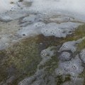 Neobična hobotnica iznenadila kupače na plaži u Grčkoj: Susreti sa ovom vrstom su veoma retki