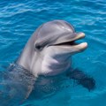 Popularni delfin Oliver ponovo u centru pažnje nakon susreta sa plivačem