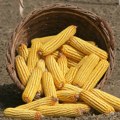 Obiluje ugljenim hidratima, a da li je poguban za vitku liniju? Nutricionisti otkrili sve o kuvanom kukuruzu: Evo koliko se…