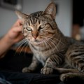 Mačak pronađen 17 godina nakon nestanka: Vlasnica ga prepoznala čim ga je ugledala