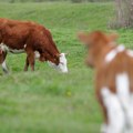 Cene goveda rastu u nekoliko zapadnih regiona