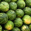 Otkupna cena lubenica prepolovljena