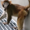 Nauka: Kloniran rezus majmun da bi se ubrzala medicinska istraživanja