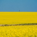 Kina je danas najavila istragu o uvozu kanadske repice, kao reakciju na carine Otave