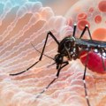 U Srbiji potvrđen virus Zapadnog Nila! Evo šta morate da znate o ovoj zarazi: Ako se ispolje ovi simptomi...