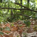Od 17 lovišta u Vojvodini samo u lovištu kod Subotice divlje svinje nisu zaražene afričkom kugom