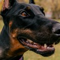 Nesrećna žena izujedana po stomaku, rukama, kukovima i nogama! Devojku na ulici napali dobermani. Drama u Boljevcima!