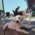 Kraljevo postaje „pet friendly“ grad? Sve više lokala otvara vrata psima, ali pravila i dalje nisu ista za sve