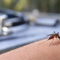 Još jedna žrtva groznice Zapadnog Nila u Severnoj Makedoniji