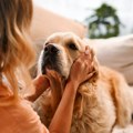 Psi i ljudi možda stare sličnije nego što smo mislili: Naučnici pronašli trag u krvi