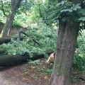 Orkanski vetar čupao drveće, uništena polja suncokreta: U Vršcu i okolini procenjuju posledice jučerašnjeg katastrofalnog…