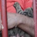 100 Mačaka u zatvoru Cimeri su im robijaši, a ovde nisu po kazni