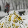 Čuveni meteo sajt objavio novu prognozu za zimu: Kad se i koliko snega očekuje u našim krajevima