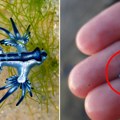 Ni pod kojim uslovima ne dirajte: "Plavi zmaj" primećen na obali popularnog ostrva