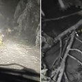 Saobraćaj paralisan, drveće se obrušilo na kolovoz: Sneg već napravio haos u ovom delu Srbije