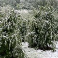 Prvo je prolećni mraz uništio kajsije, a sad je sneg dokrajčio jabuke Velike štete u voćnjacima širom Srbije – od Vojvodine do…