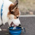 Zašto psi tokom zime piju manje vode? Veterinar otkriva šta je uobičajeno, a šta razlog za brigu