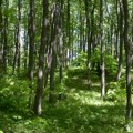 Muškarac povređen na Fruškoj gori nakon pada sa visine: Spasioci intervenisali kod Popovice