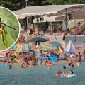 Upozorenje za turiste, opasna vrsta krpelja se širi Jadranom: Razmnožava se tik uz plažu i prenosi smrtonosnu groznicu!