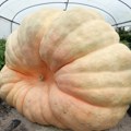 Džinovi iz bašte: Najteža bundeva u Švajcarskoj ima 650 kilograma, a pao je i svetski rekord za najdužu ljutu papriku