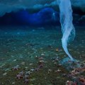 "Prst smrti": Neobičan fenomen se spušta na morsko dno i ledi sve pred sobom: "Za njim ostaje pustoš" (video)