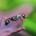 Prirodno sredstvo protiv mrava i komaraca: Bacamo ga u smeće, a jednostavno se koristi