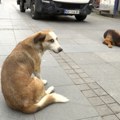Na ulicama Kraljeva veliki broj napuštenih pasa - za sada bez adekvatnog odgovora za neodgovorno vlasništvo
