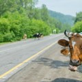 Nestvaran prizor Meštani trljali oči u neverici - krave su letele iznad njih