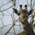 VIDEO: Pokrenuta istraga o ogromnom zoo vrtu u Indiji koji drži sin milijardera