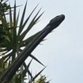 Snimila šokantan prizor kraj svoje zgrade, pamtiće ga zauvek: Pogledajte, izgleda kao dinosaurus, ali...