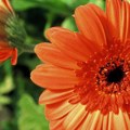 Sa fakulteta pravo u rasadnik - Đorđe iz Šajkaša širi porodični biznis, u planu i garden centar