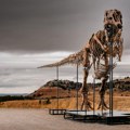 Da li bi ovaj tiranosaurus reks mogao da postane najskuplji dinosaurus na svetu