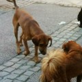 Strašna tragedija: Invalida u kolicima napali psi, pao u reku i preminuo posle nekoliko dana u komi