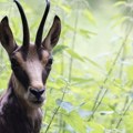 "Luda divokoza" napada džogere u mestu u Francuskoj