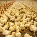 Veliki požar na farmi živine u Turskoj, procenjuje se da je stradalo 140.000 pilića