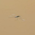 Predstavljen dron veličine komarca - namenjen tajnim vojnim operacijama i izviđačkim misijama
