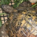 Otkrivamo koju vrstu kornjače su carinici zaplenili na Kelebiji: Iako zaštićena, prodaju je i na internetu