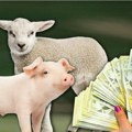 Na stočnim pijacama kao na ringišpilu, cene idu gore-dole: Skočila potražnja za jaganjcima, evo koliko koštaju