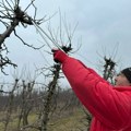 Evo šta kažu stručnjaci o rezidbi voća, u čačanskom kraju je u punom jeku: Ovi majstori trenutno najtraženiji