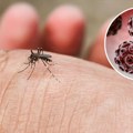 Virus Zapadnog Nila stigao u Beograd, zaražen komarac pronađen u ovom delu grada: "Od 19h do ponoći ne izlazite napolje"