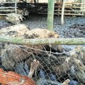 Masovna eutanazija svinja zaraženih afričkom kugom