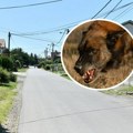 "Svi smo ga mazili, nije bio agresivan": Meštani Sremčice u šoku nakon što je Pas devojčici (4) rasporio stomak