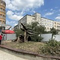 Radna grupa utvrdila: Oštećenja koprivića su velika, nije moguća revitalizacija stabla