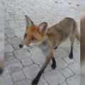 "Gladna je, traži hranu": Još jedna lisica snimljena u Beogradu, evo gde je sada zalutala (video)