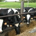 Stručnjak: Popis poljoprivrede pokazao propast stočarstva i farmera u Srbiji