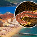 Crvi mesojedi viđeni u Budvi, sad napadaju plaže u Italiji: Evo šta da uradite ako se zakači za vas