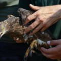 Oko 20 ptica iz Prihvatilišta Zoo-vrta Palić vraćeno u prirodu