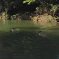 Reka na zapadu Srbije krije mesta za savršen odmor: Plaže u srcu netaknute prirode, pogodne i za plivanje i za potpuno uživanje…