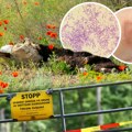 Napada kožu, pluća i creva: Šta je smrtonosni antraks koji se pojavio u Hrvatskoj: Ubija stoku, jako je opasan i za ljude -…