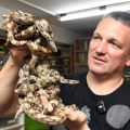 (Foto, video) "Bolje da detetu kupim pitona nego psa" Peđa sa Zvezdare živi sa 500 zmija! Čak 100 kila i 5,5 metara imala je…